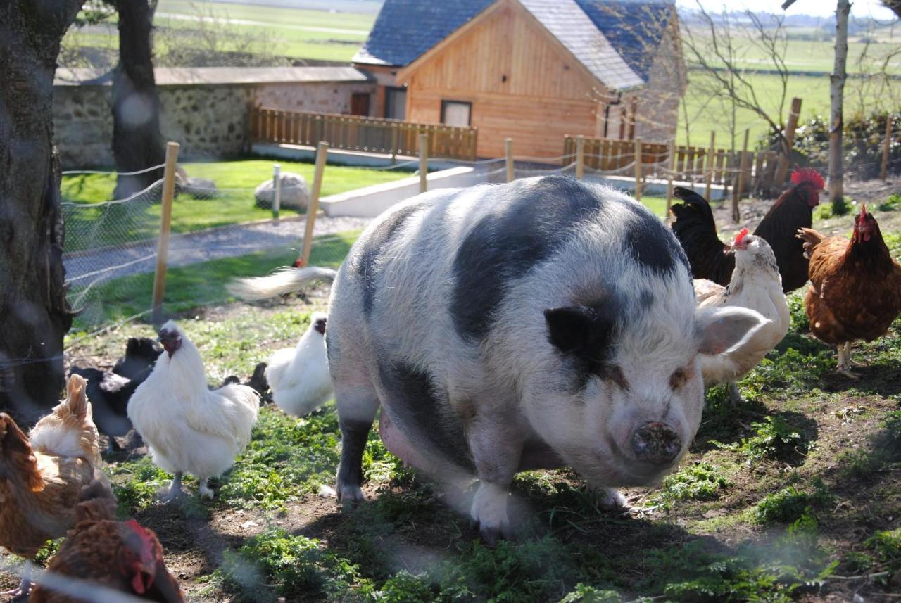 Delny Glamping And Farm Animals Hotel Invergordon Ngoại thất bức ảnh