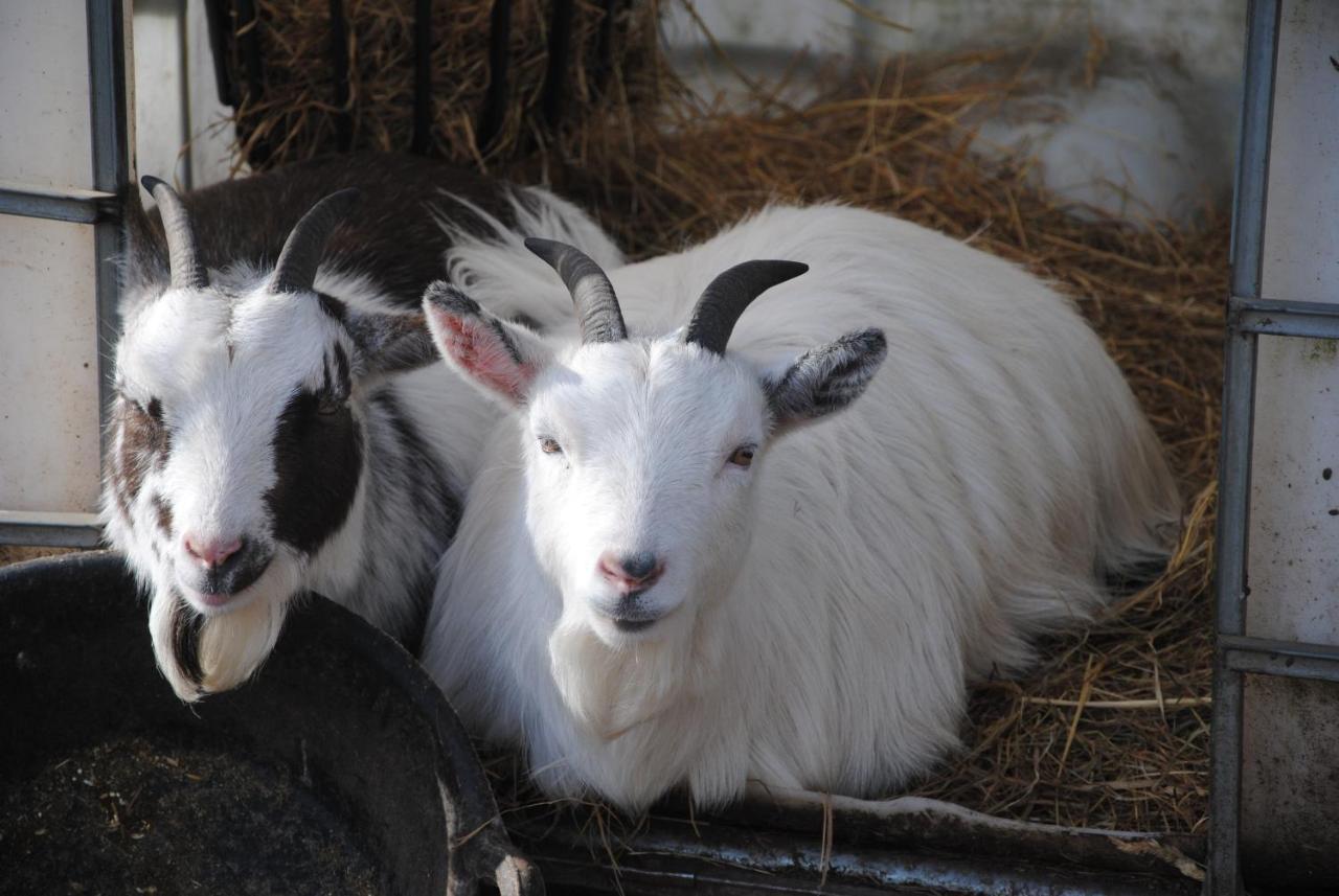 Delny Glamping And Farm Animals Hotel Invergordon Ngoại thất bức ảnh