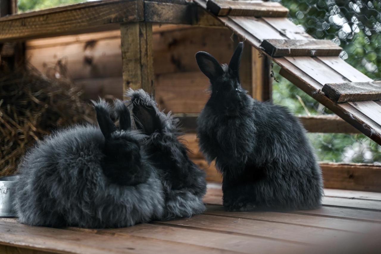Delny Glamping And Farm Animals Hotel Invergordon Ngoại thất bức ảnh